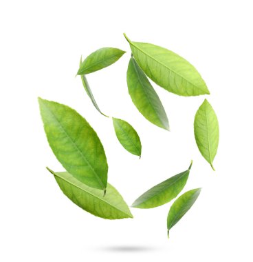 Beautiful fresh green citrus leaves falling on white background