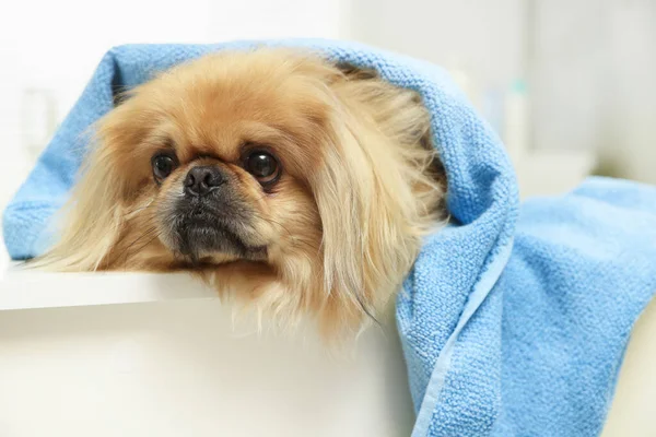 Cute Pekingese dog with towel in bathroom. Pet hygiene