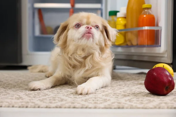 Cute Pekingese dog and scattered fruits near refrigerator in kitchen