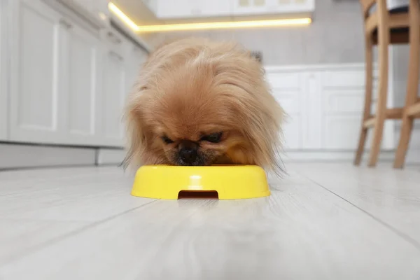stock image Cute Pekingese dog eating from pet bowl in kitchen