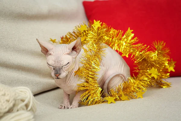 Adorable Sphynx Cat Golden Tinsel Light Couch — Φωτογραφία Αρχείου