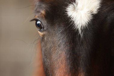 Adorable black horse on blurred background, closeup. Lovely domesticated pet