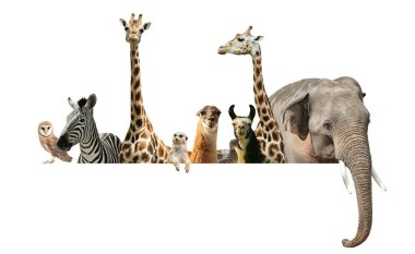 Group of different wild animals standing behind banner on white background, collage