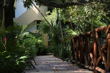 Wooden railing and beautiful exotic plants growing in tropical jungle on sunny day