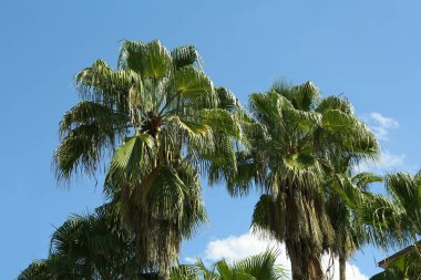 Tropical palms with beautiful green leaves against blue sky