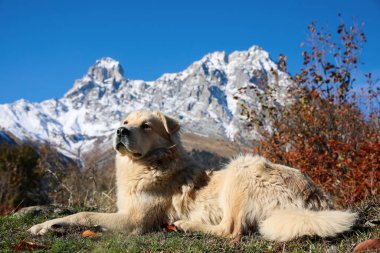 Adorable dog in mountains on sunny day