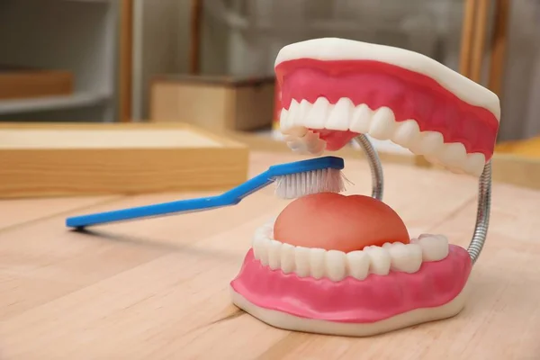 Model of oral cavity with teeth, tongue and brush on wooden table in room. Montessori toy