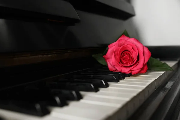 Beautiful pink rose on piano keys. Romantic music