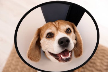Adorable Beagle dog wearing medical plastic collar on light background, above view