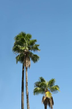 Tropical palms with beautiful green leaves against blue sky