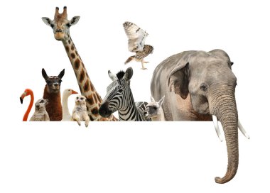 Group of different wild animals standing behind banner on white background, collage