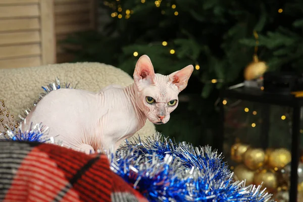 Adorable Sphynx Cat Colorful Tinsel Indoors — Stockfoto