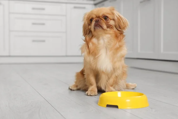 Cute Pekingese dog near pet bowl in kitchen. Space for text