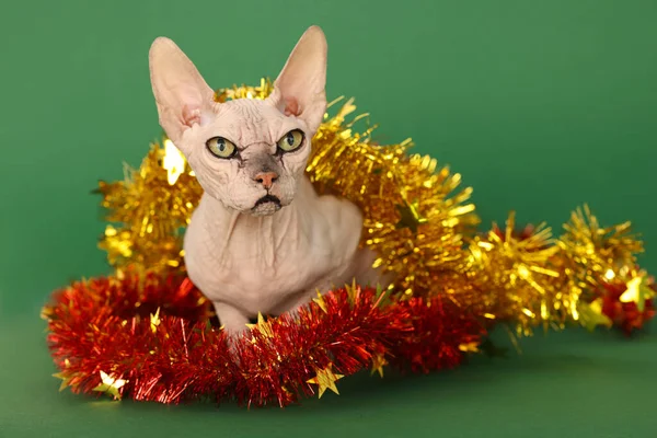Adorable Sphynx Cat Colorful Tinsels Green Background — Stockfoto