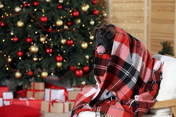 Cute dog covered with plaid on armchair in room decorated for Christmas