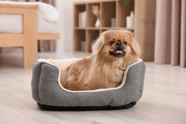 Cute Pekingese dog on pet bed in room