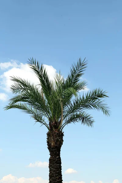 Beautiful palm tree with green leaves against blue sky