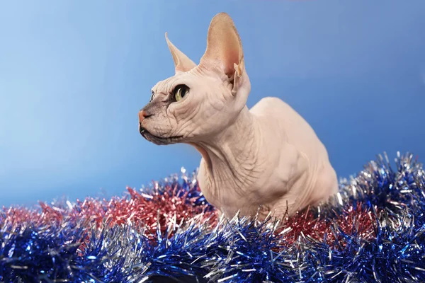 Adorable Sphynx Cat Colorful Tinsels Blue Background — Stockfoto