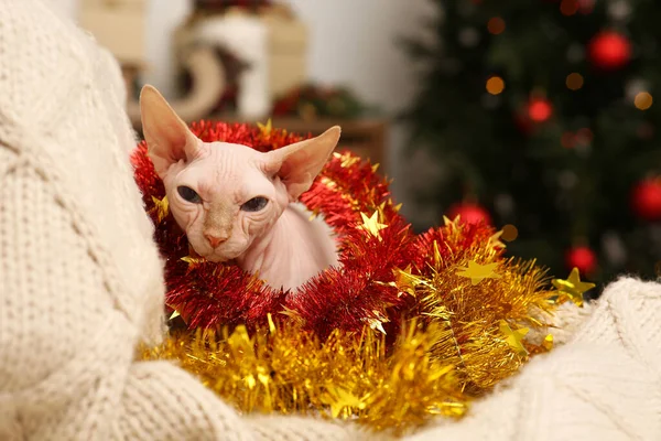 Adorable Sphynx Cat Colorful Tinsels Soft Blanket — Stockfoto