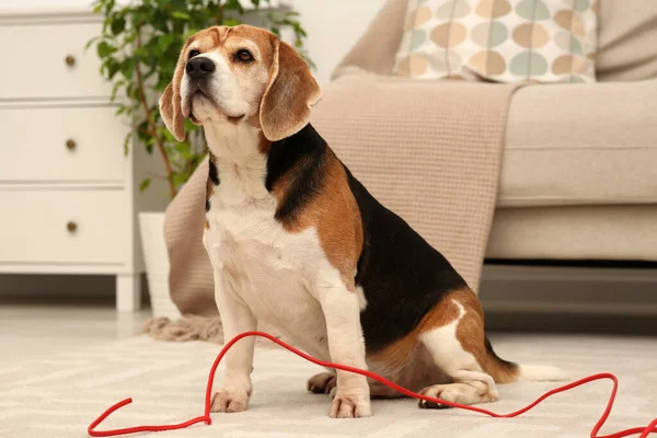 Naughty Beagle dog with damaged electrical wire near sofa indoors