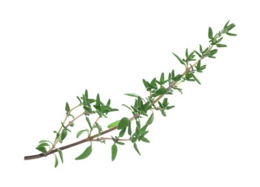 Taze yeşil kekik filizi beyazda izole edilmiş.