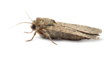 Bekar Hoplodrina ambigua güvesi beyaza izole edildi