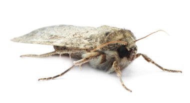 Bekar Hoplodrina ambigua güvesi beyaza izole edildi