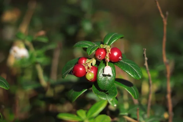 Tasty ripe lingonberries growing on sprig outdoors