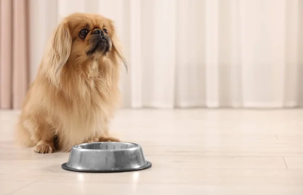 Cute Pekingese dog near pet bowl in room. Space for text