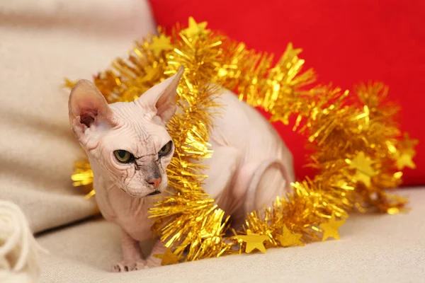 Adorable Sphynx Cat Golden Tinsel Light Couch — Stockfoto
