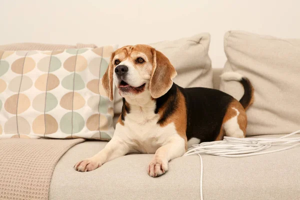 Naughty Beagle dog with damaged electrical wire on sofa indoors