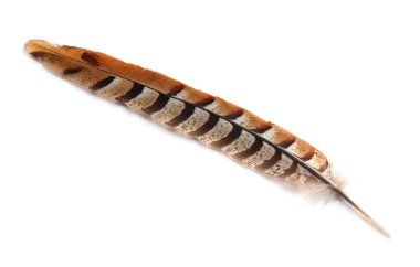 Güzel kahverengi kuş tüyü beyaz manzarada izole edilmiş.