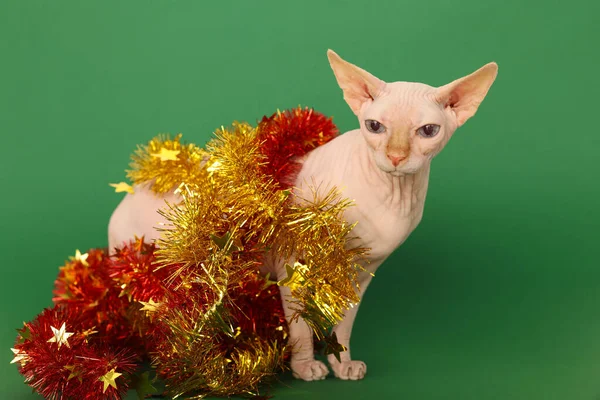 Adorable Sphynx Cat Colorful Tinsels Green Background — Stockfoto