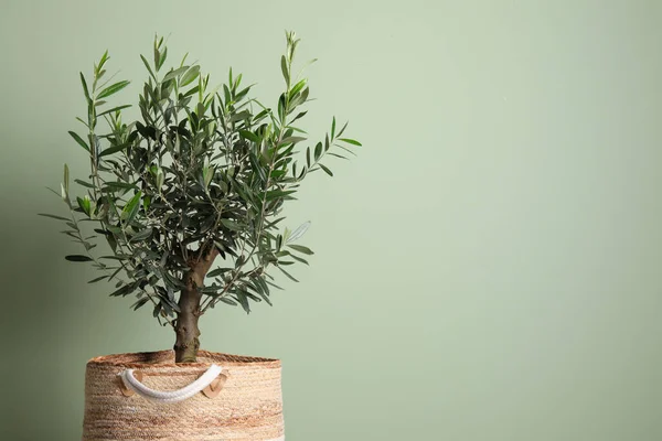 Olive tree in pot on green background, space for text