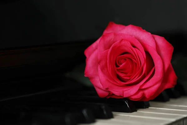 Beautiful pink rose on piano keys, closeup. Space for text
