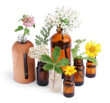 Many bottles of essential oils and different wildflowers on white background