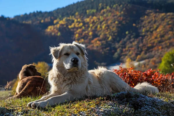 Adorable Dogs Mountains Sunny Day —  Fotos de Stock