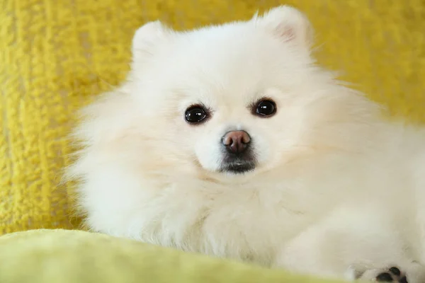 Cute fluffy Pomeranian dog indoors, closeup. Lovely pet