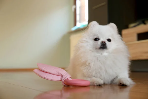 Cute fluffy Pomeranian dog with toy at home, space for text. Lovely pet