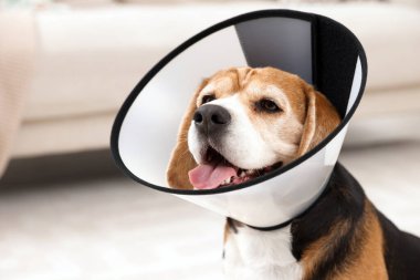 İçeride plastik tasma takan sevimli Beagle köpeği, yakın plan.