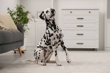 Adorable Dalmatian dog sitting on rug indoors. Lovely pet