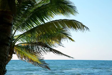 Beautiful palm tree with green leaves near sea