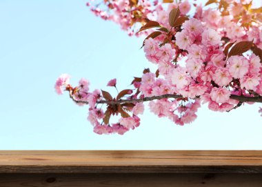 Bahar ağacı dallarının altında boş ahşap bir yüzey ve açık mavi gökyüzüne karşı güzel çiçekler.