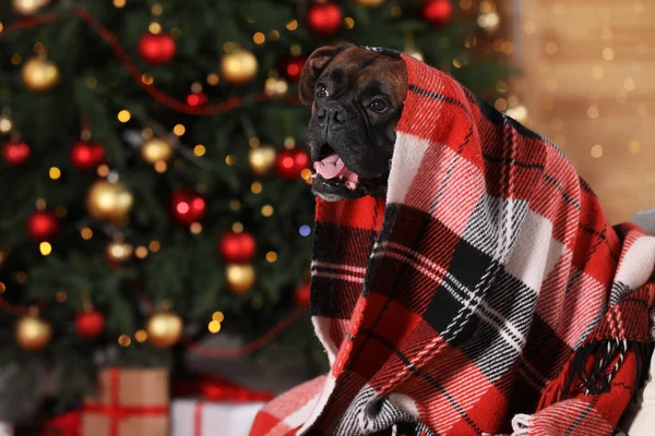 Cute dog covered with plaid in room decorated for Christmas