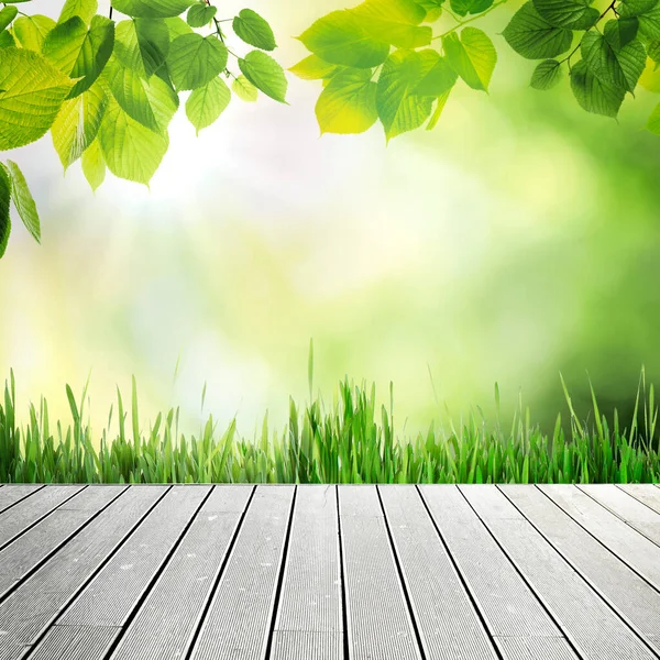 Spring season. Empty wooden surface under tree branches near fresh green grass
