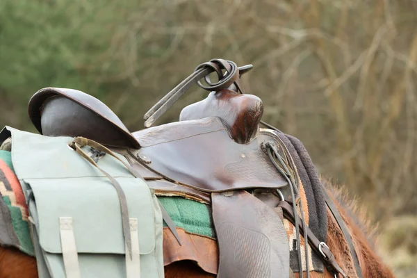 Eyeri dışarıda, kestane rengi at, yakın plan. Sevimli evcil hayvan