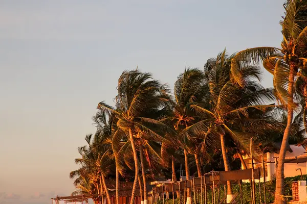 Picturesque view of tropical palms under sky lit by beautiful sunset