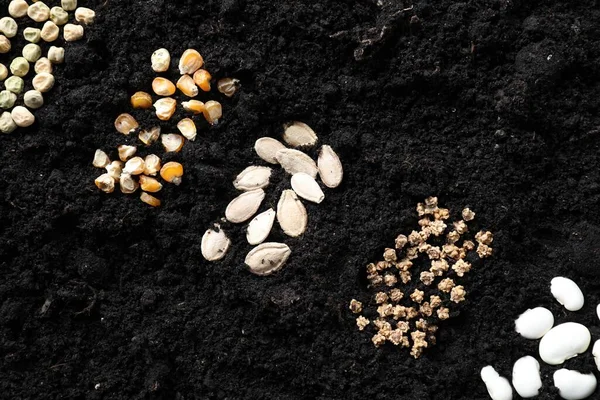 Different vegetable seeds on fertile soil, flat lay