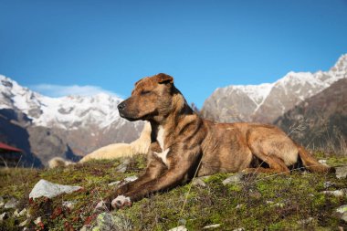 Adorable dog in mountains on sunny day
