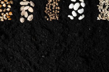 Different vegetable seeds on fertile soil, flat lay. Space for text